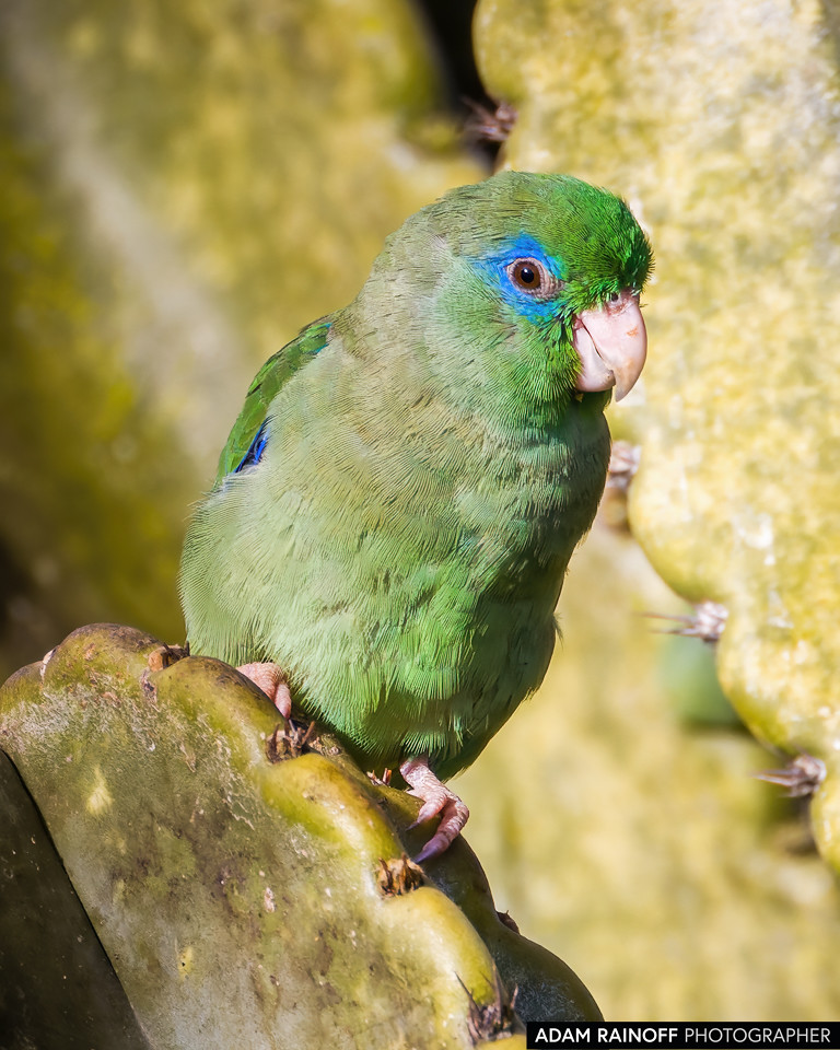 Spectacled Parrotlet, photographed at Finca Ecoturística San Javier, near Ibagué, Tolima, Colombia