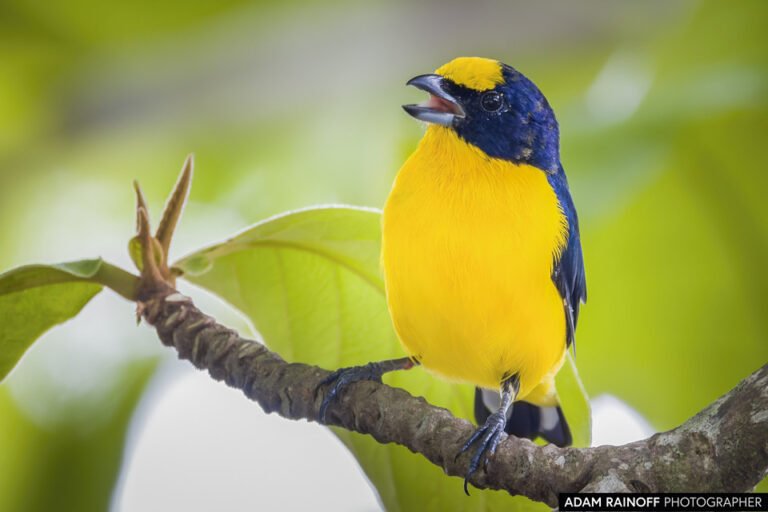 Thick-billed Euphonia (Euphonia laniirostris)