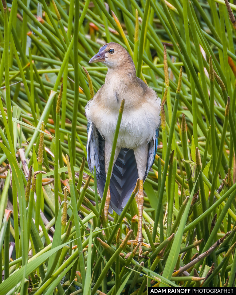 Juvenile Purple Gallinule, photographed at Finca La Esmeralda, near Santander de Quilichao, Cauca, Colombia