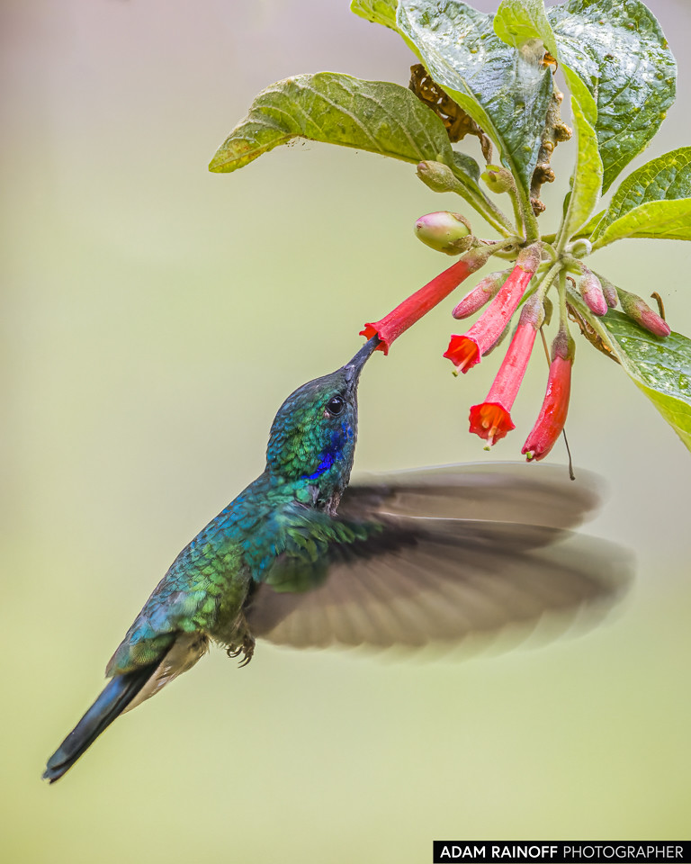 Lesser Violetear, photographed at Reserva Forestal El Palmar, Cañón del Combeima, Ibagué, Tolima, Colombia