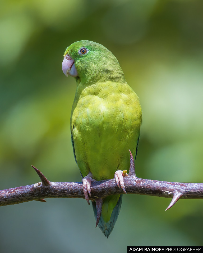 Spectacled Parrotlet, photographed at Finca Ecoturística San Javier, near Ibagué, Tolima, Colombia
