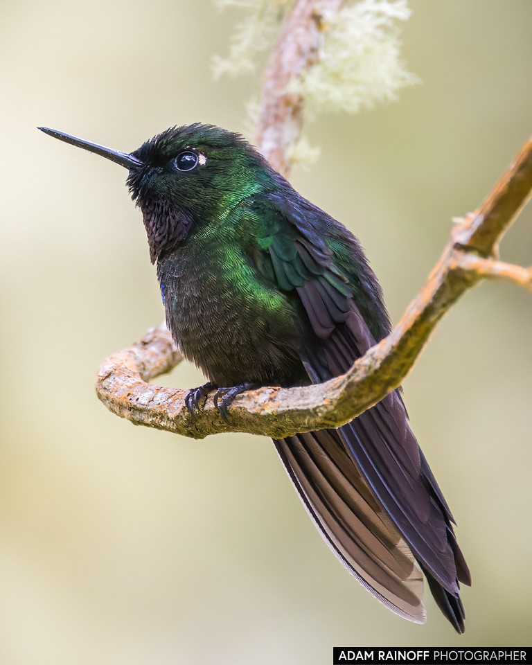 Tourmaline Sunangel, photographed at El Palmar, Ibagué, Tolima, Colombia