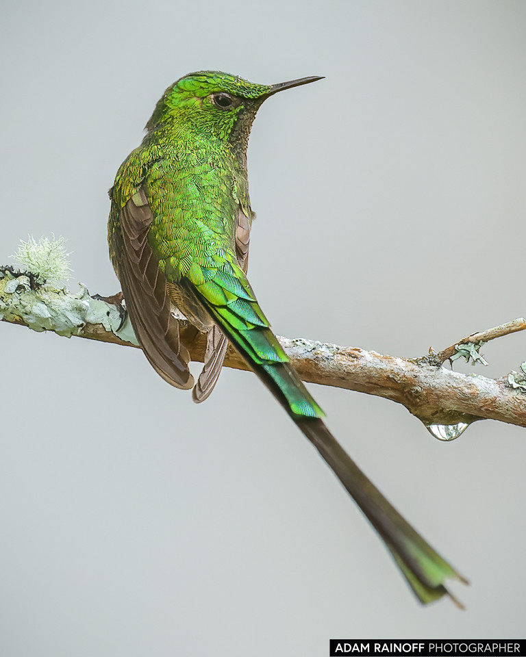 Green-tailed Trainbearer, photographed at Observatorio de Colibríes, La Calera, Cundinamarca, Colombia