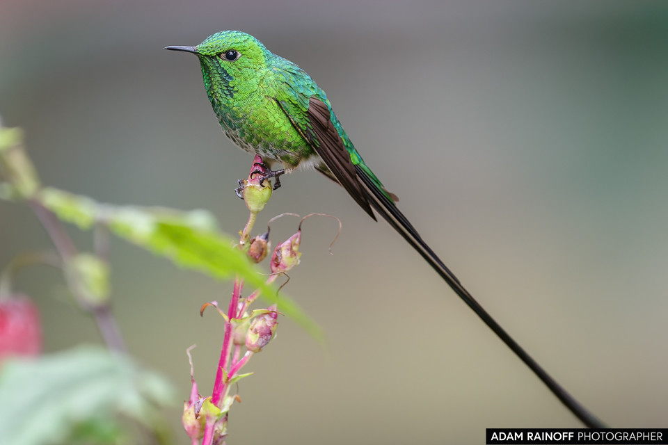 Green-tailed Trainbearer, photographed at Observatorio de Colibríes, La Calera, Cundinamarca, Colombia