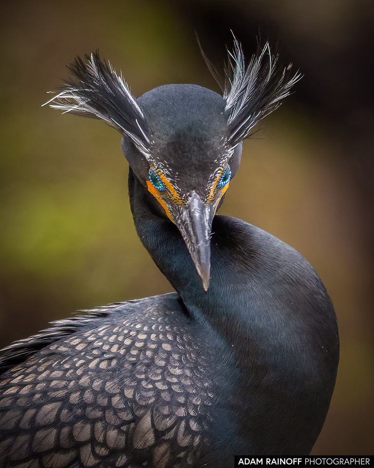 Double-crested Cormorant, photographed at La Jolla Shores, San Diego, California, United States