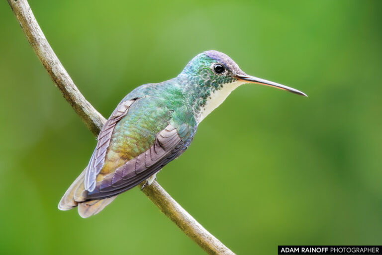 Andean Emerald (Uranomitra franciae)