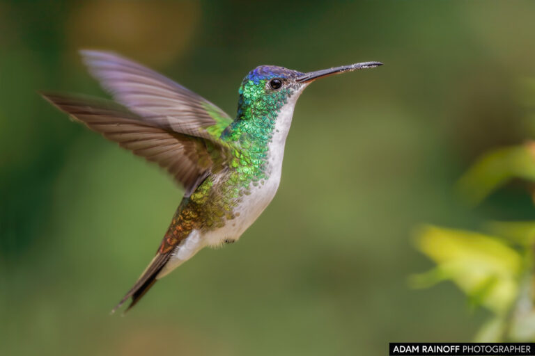Andean Emerald (Uranomitra franciae)