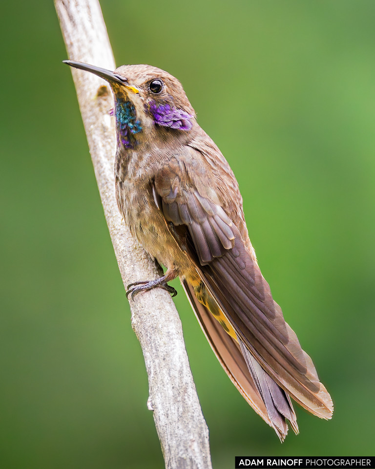 Brown Violetear, photographed at Birdwatch La Conchita, Valle del Cauca, Colombia