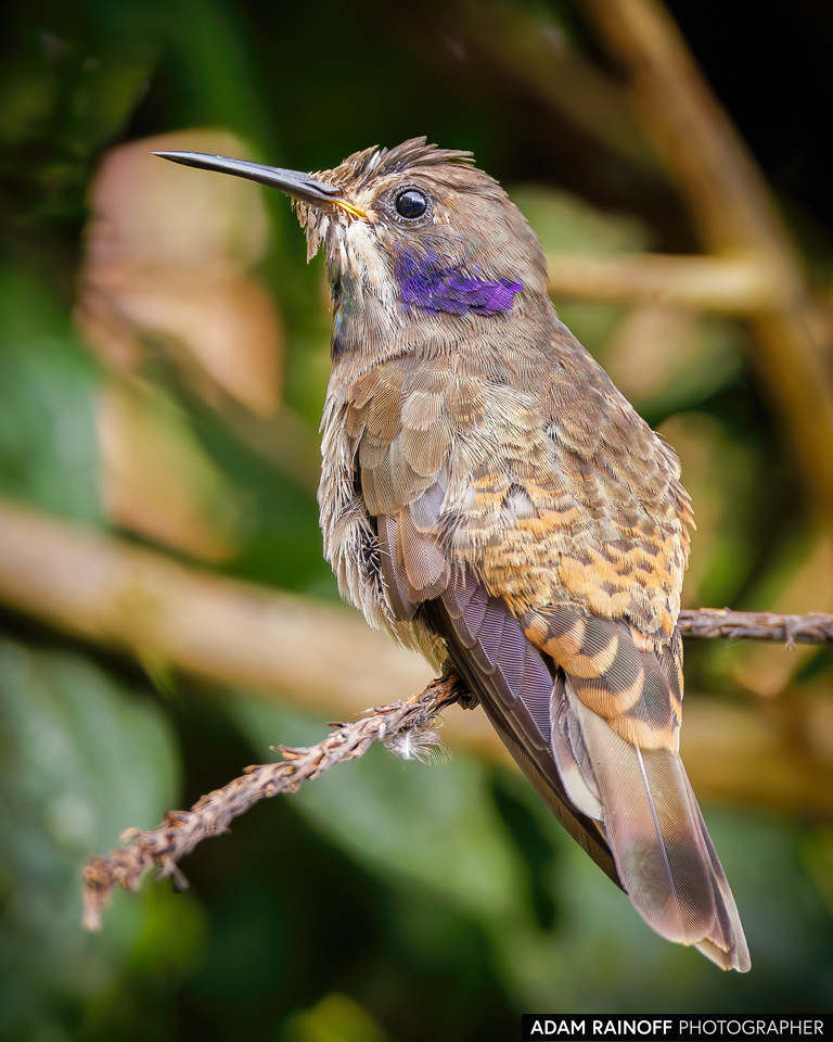 Brown Violetear, photographed at Birdwatch La Conchita, Valle del Cauca, Colombia