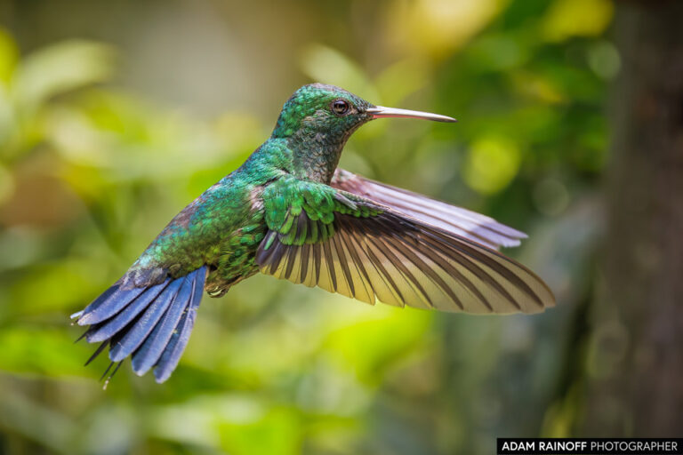 Steely-vented Hummingbird (Saucerottia saucerottei)