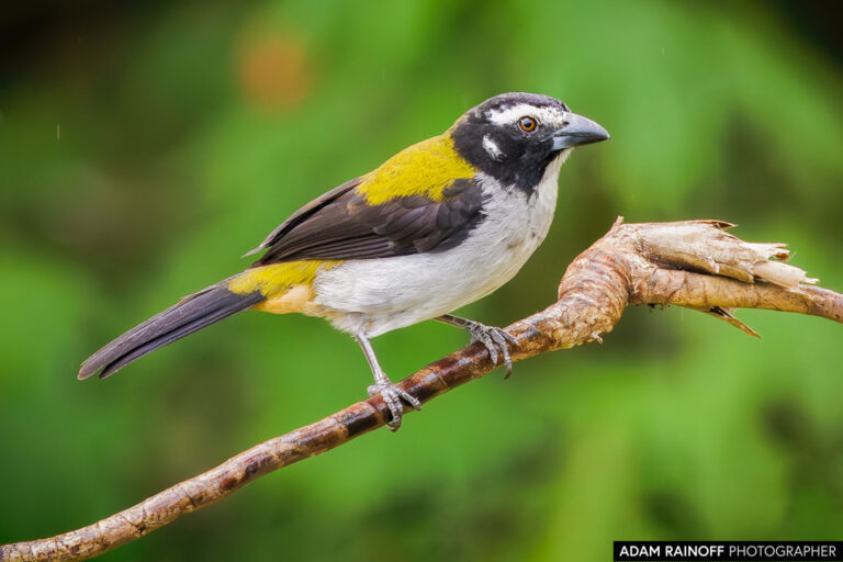 Black-winged Saltator (Saltator atripennis)
