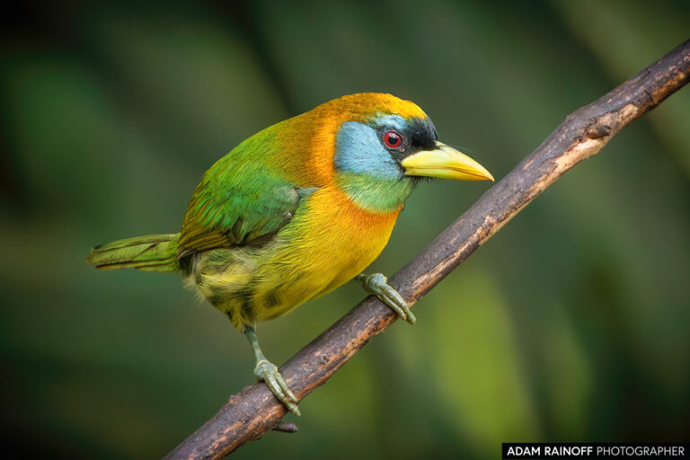 Red-headed Barbet (Eubucco bourcierii)