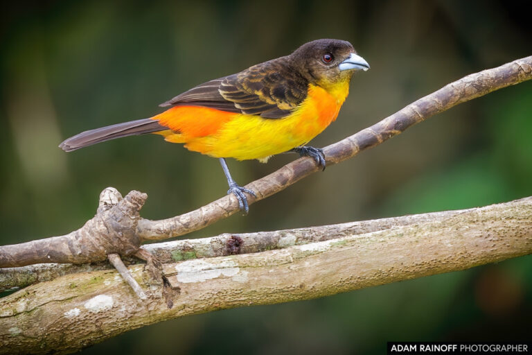 Flame-rumped Tanager (Ramphocelus flammigerus)