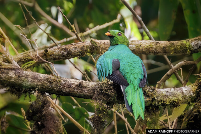 Golden-headed Quetzal (Pharomachrus auriceps)