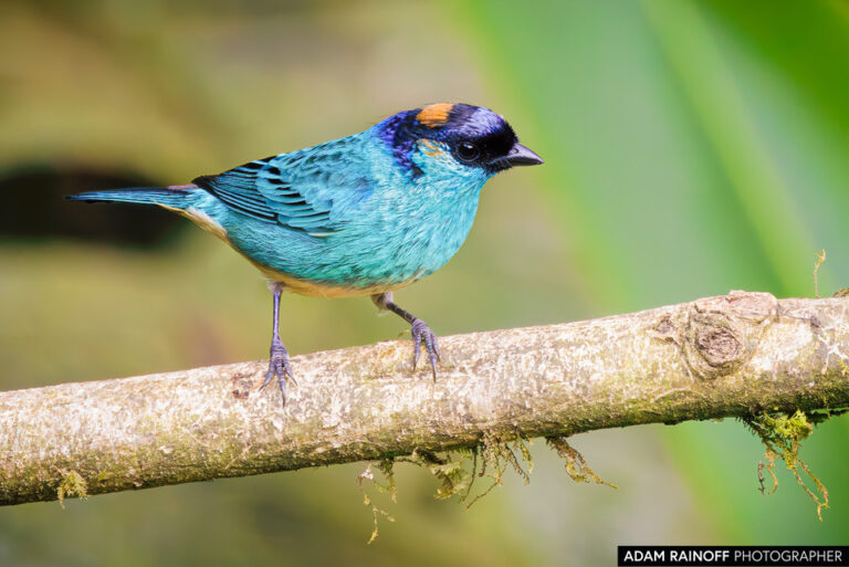 Golden-naped Tanager (Chalcothraupis ruficervix)