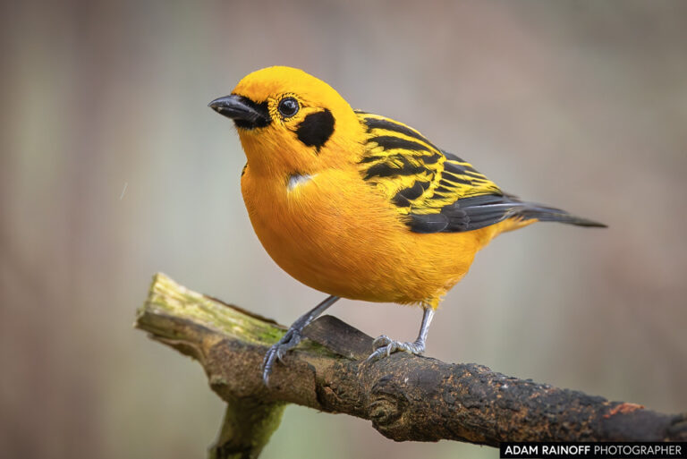 Golden Tanager (Tangara arthus)