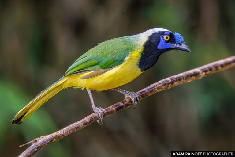 Green Jay (Cyanocorax yncas)