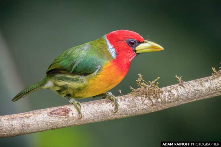 Red-headed Barbet (Eubucco bourcierii)