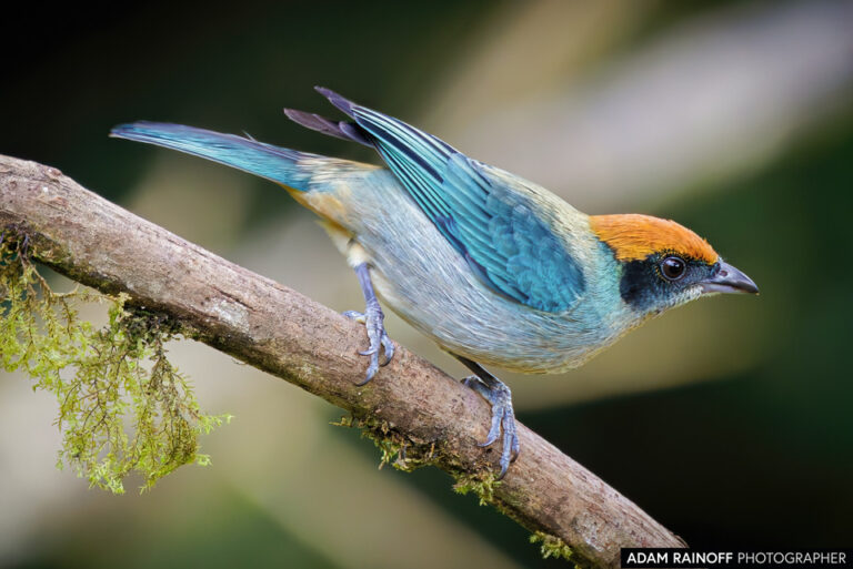 Scrub Tanager (Stilpnia vitriolina)