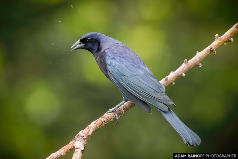 Shiny Cowbird (Molothrus bonariensis)
