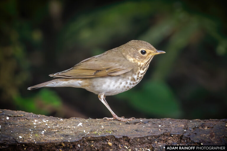 Swainson's Thrush (Catharus ustulatus)