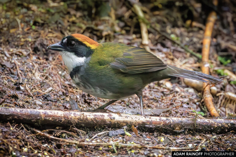Chestnut-capped Brushfinch (Arremon brunneinucha)