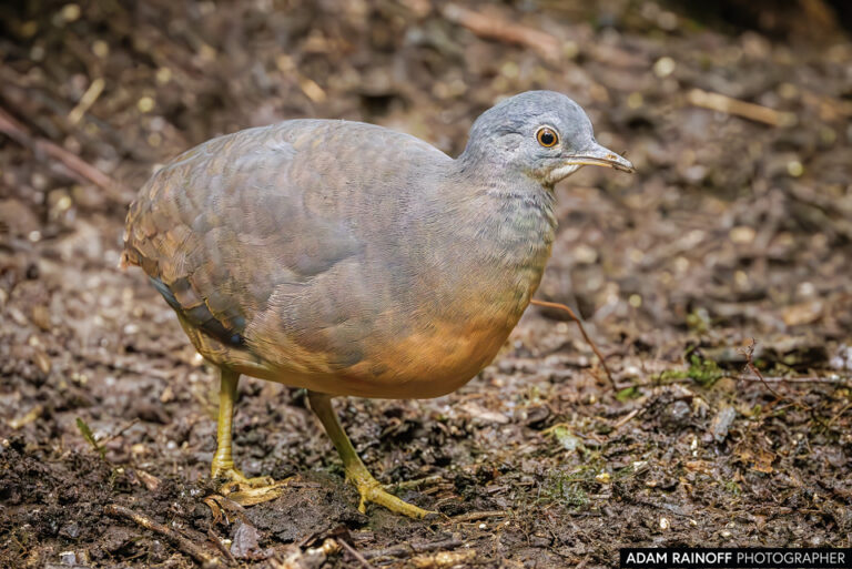 Little Tinamou (Crypturellus soui)