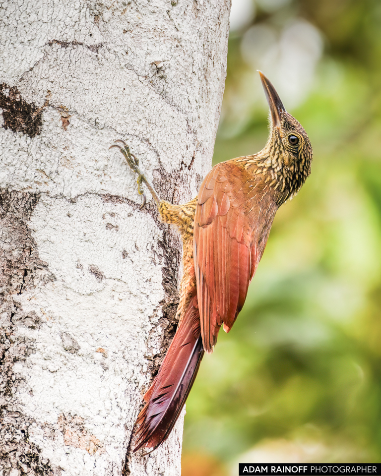 Black-banded Woodcreeper, photographed at La Macarena, Meta, Colombia