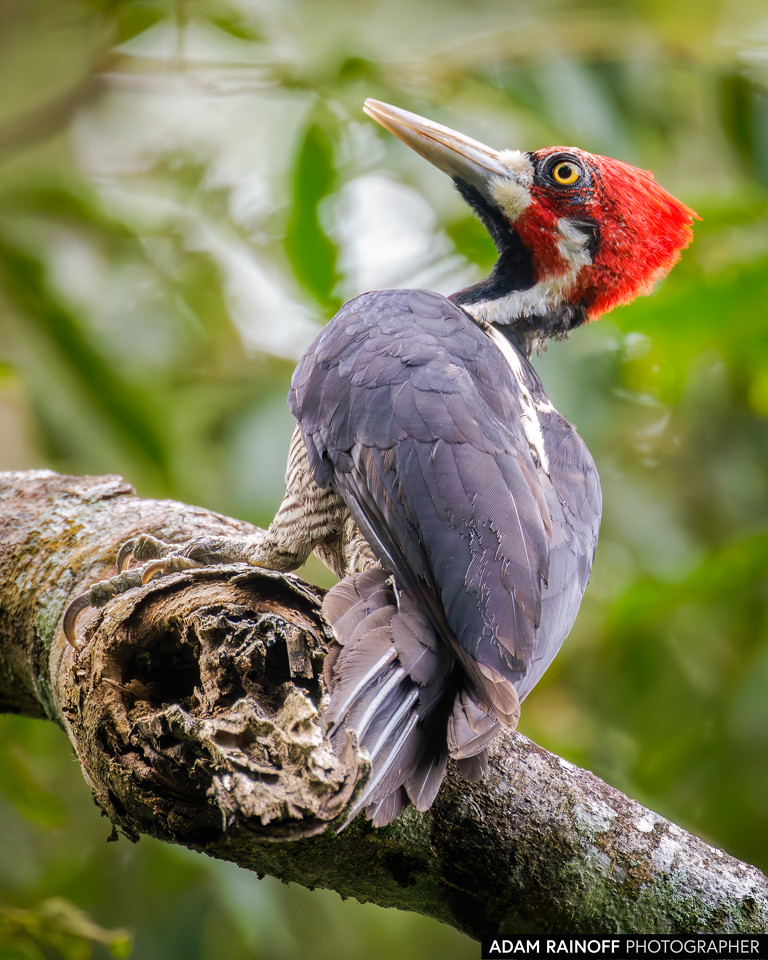 Crimson-crested Woodpecker, photographed at La Macarena, Meta, Colombia