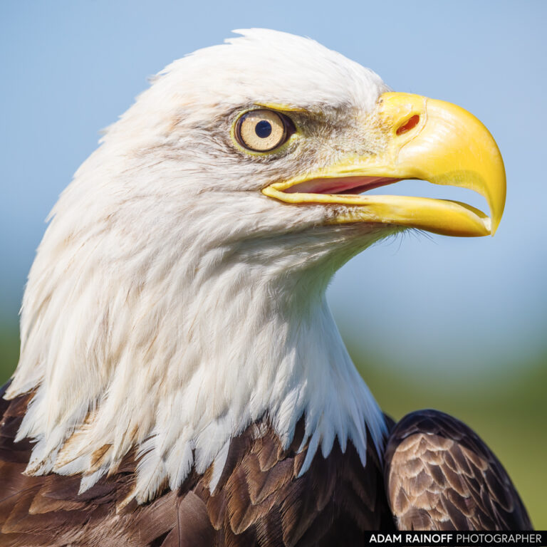 Bald Eagle (Haliaeetus leucocephalus)