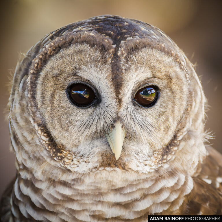 Barred Owl (Strix varia)