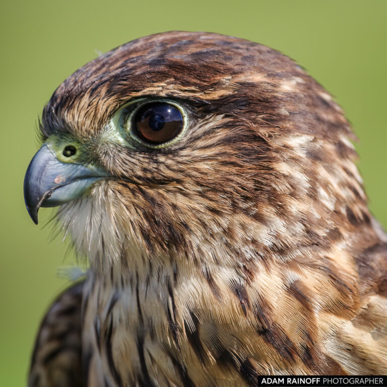 Merlin (Falco columbarius)