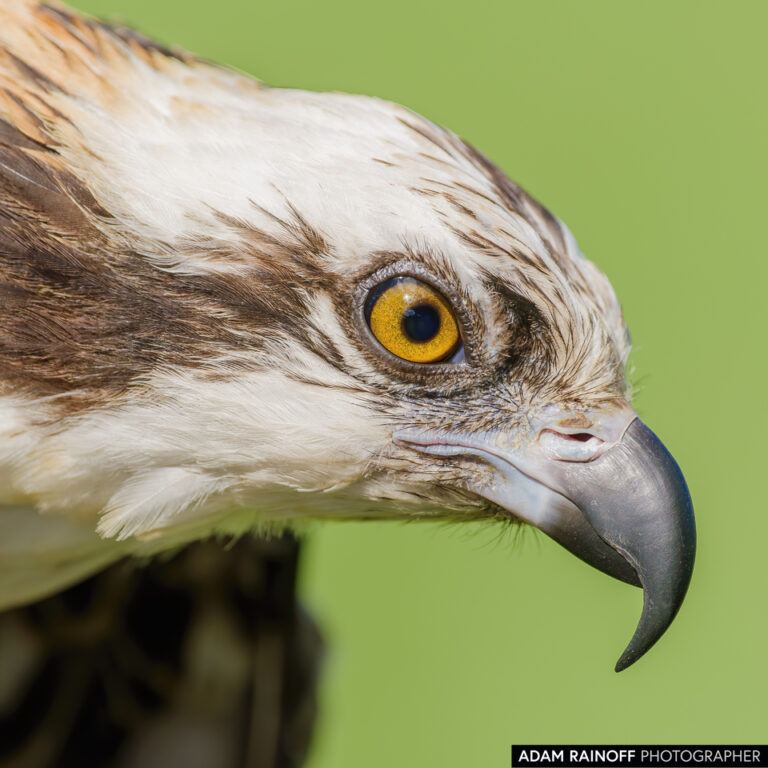 Osprey (Pandion haliaetus)
