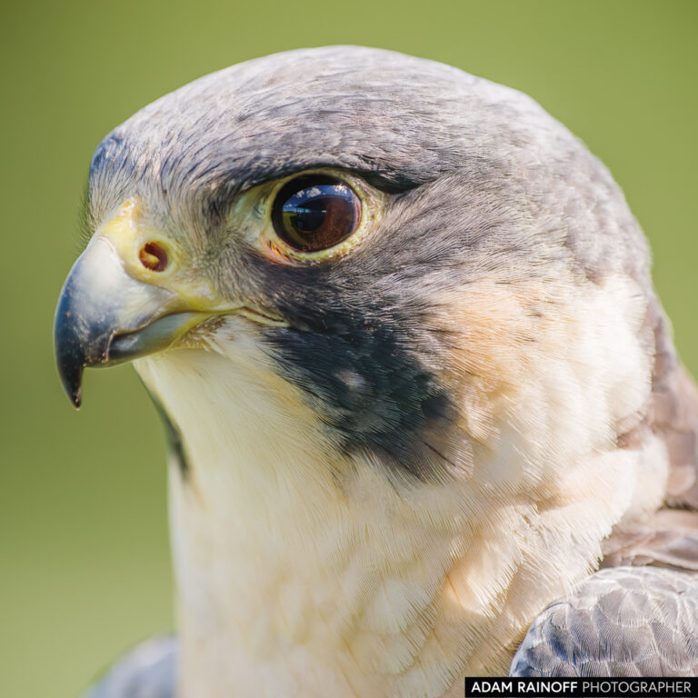 Peregrine Falcon (Falco peregrinus)