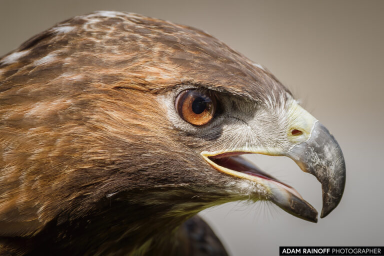Red-tailed Hawk (Buteo jamaicensis)