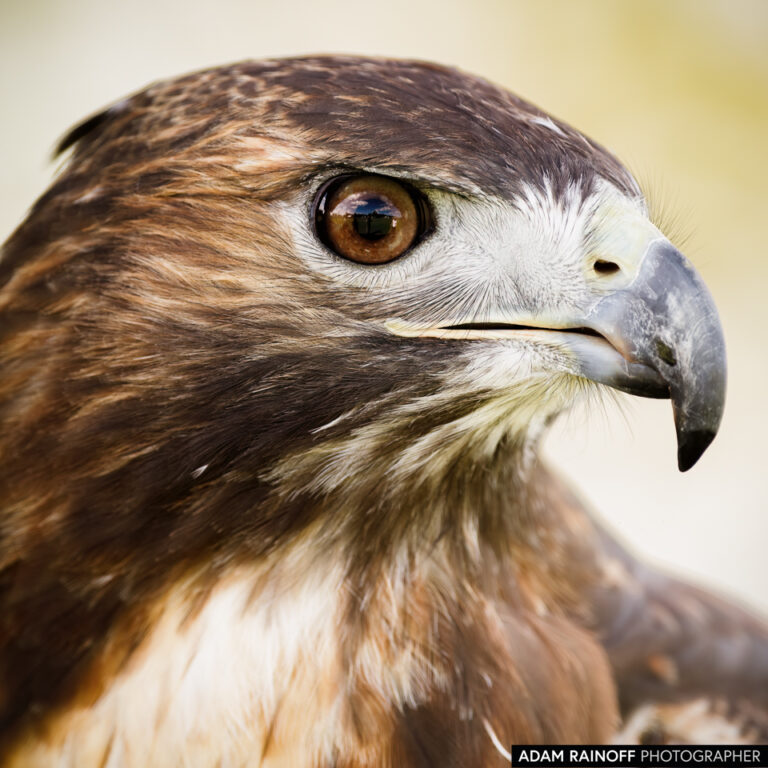 Red-tailed Hawk (Buteo jamaicensis)