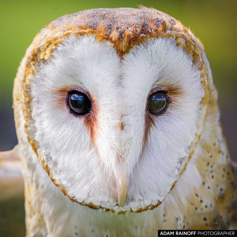 American Barn Owl (Tyto furcata)