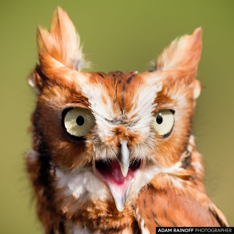Eastern Screech-Owl (Megascops asio)