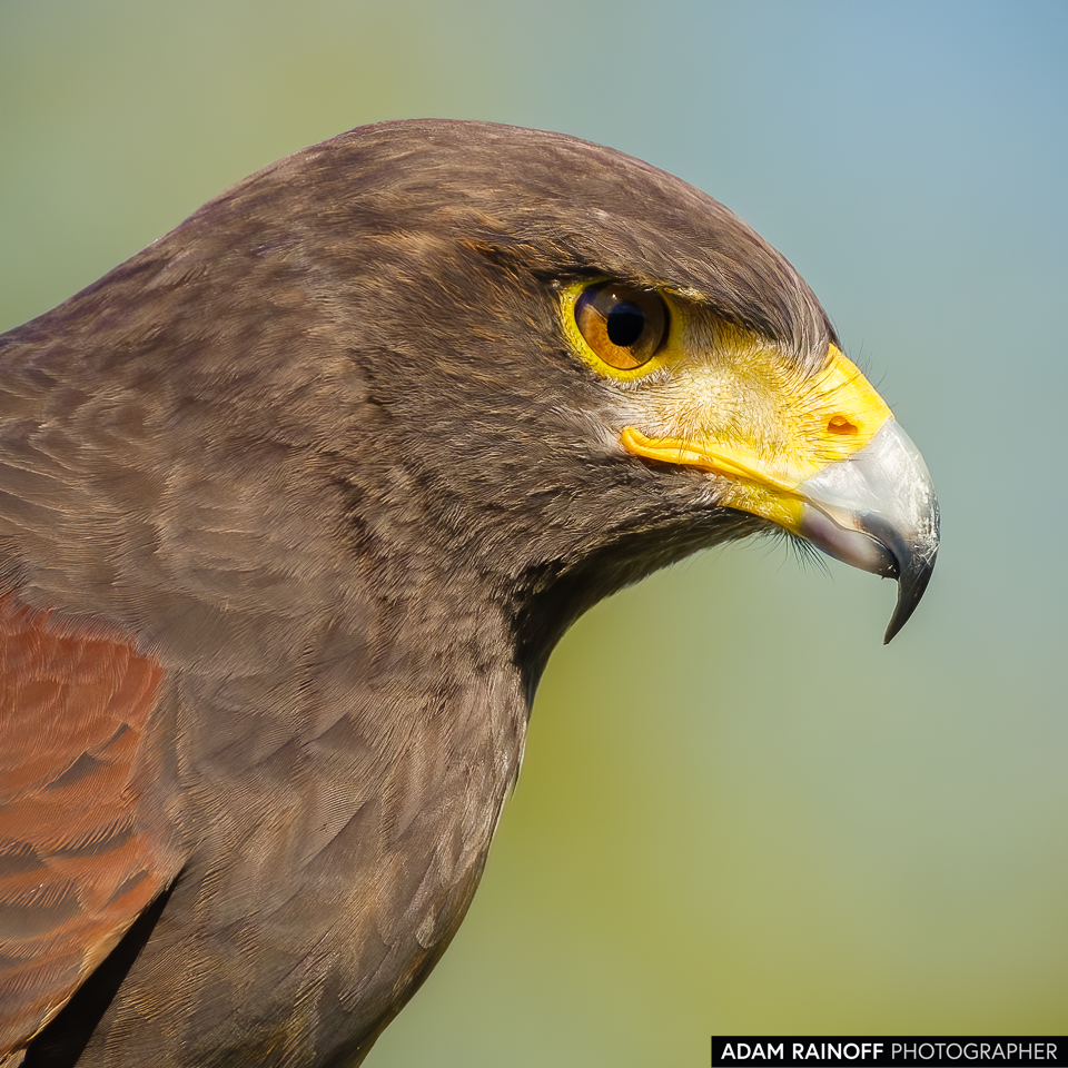 Harris's Hawk, photographed at Avian Reconditioning Center, Apopka, Florida, United States