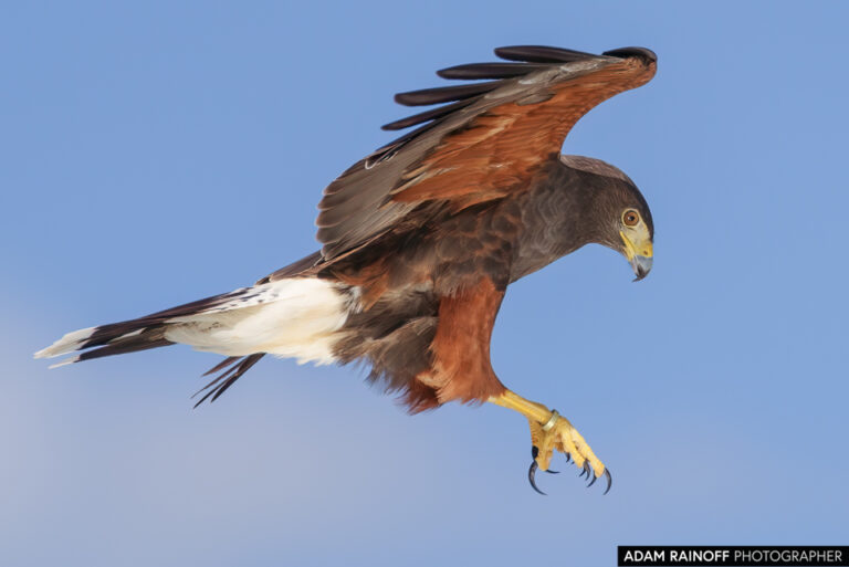 Harris's Hawk (Parabuteo unicinctus)