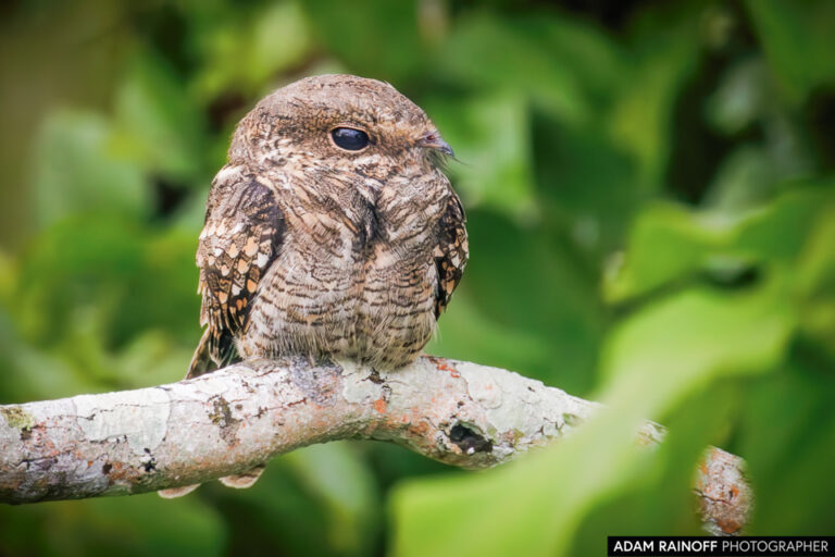Ladder-tailed Nightjar (Hydropsalis climacocerca)