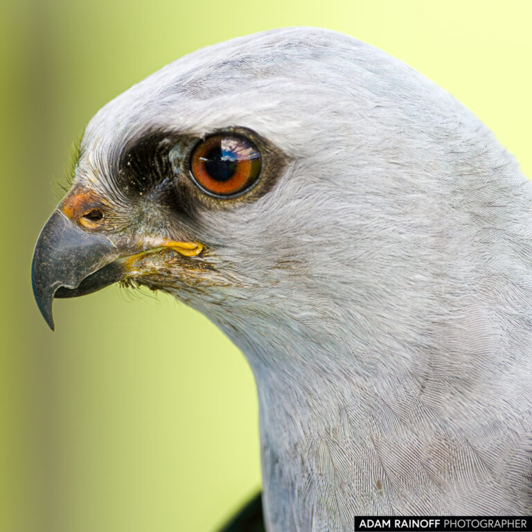 Mississippi Kite (Ictinia mississippiensis)