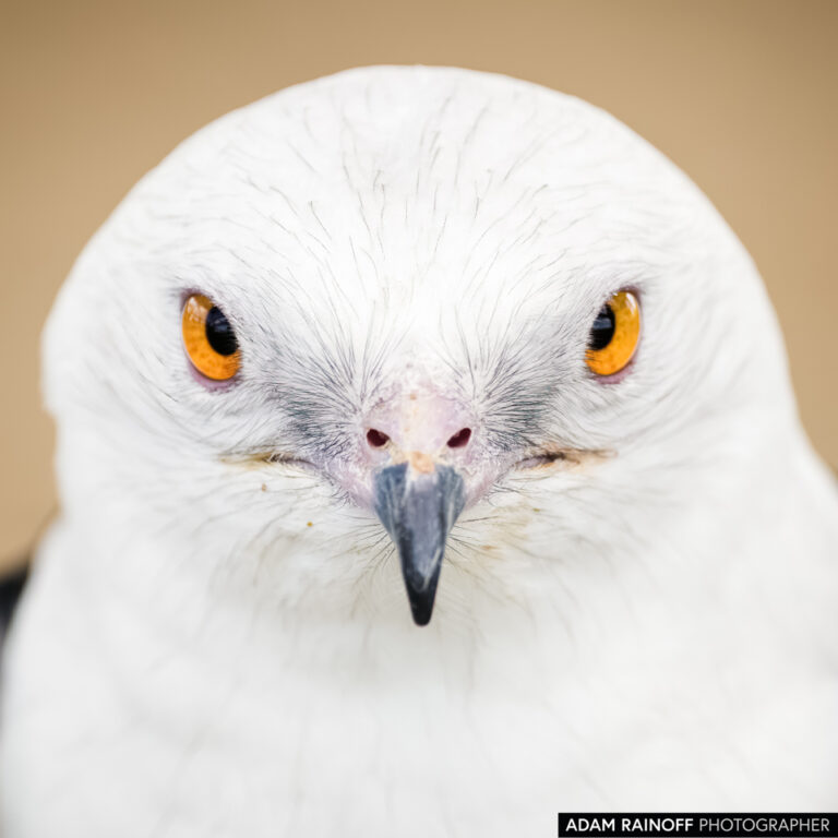 Swallow-tailed Kite (Elanoides forficatus)