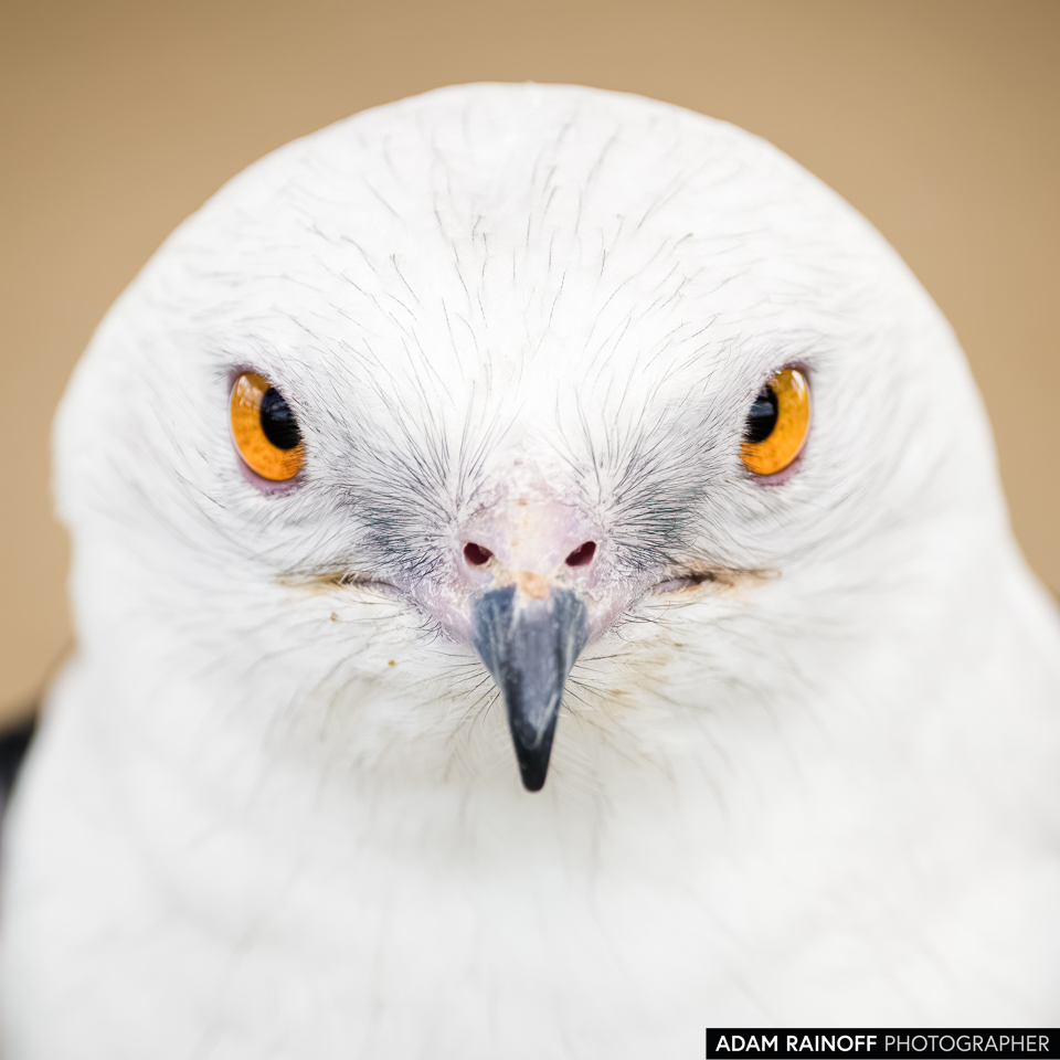 Swallow-tailed Kite, photographed at Avian Reconditioning Center, Apopka, Florida, United States