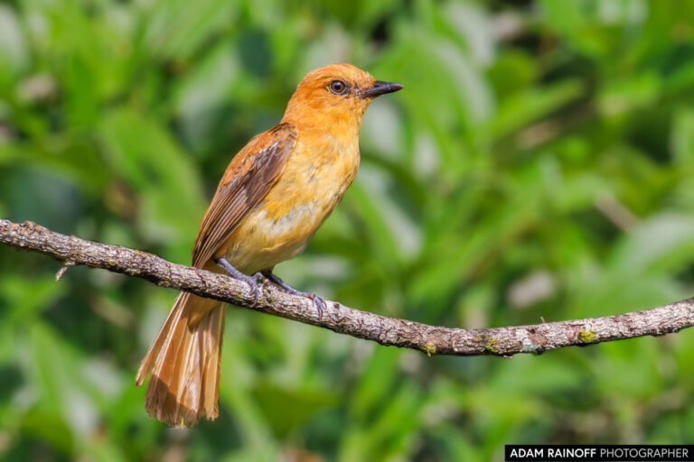Cinnamon Attila (Attila cinnamomeus)