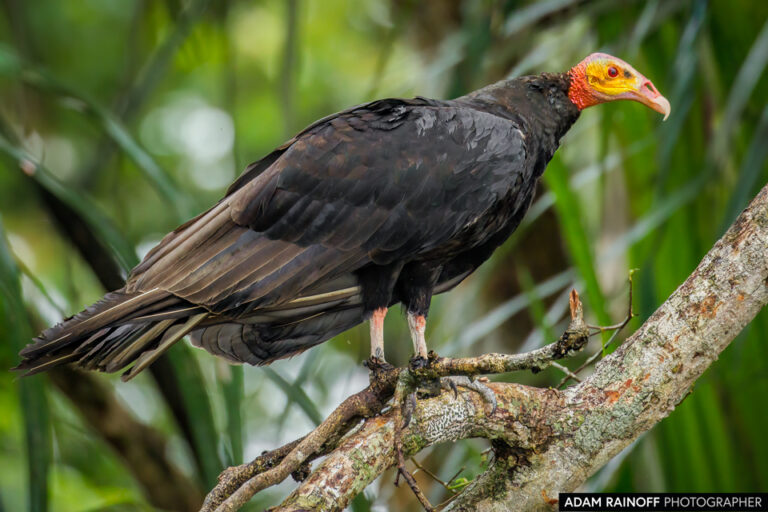 Greater Yellow-headed Vulture (Cathartes melambrotus)