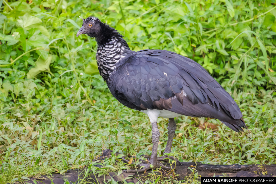 Horned Screamer, photographed at Amazonas, Colombia
