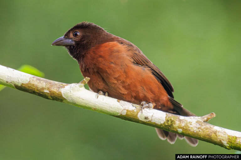 Silver-beaked Tanager (Ramphocelus carbo)