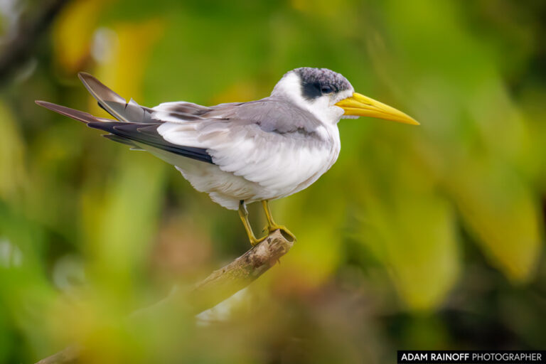 Large-billed Tern (Phaetusa simplex)