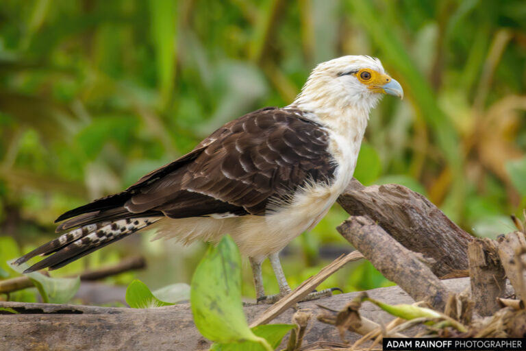 Yellow-headed Caracara (Daptrius chimachima)